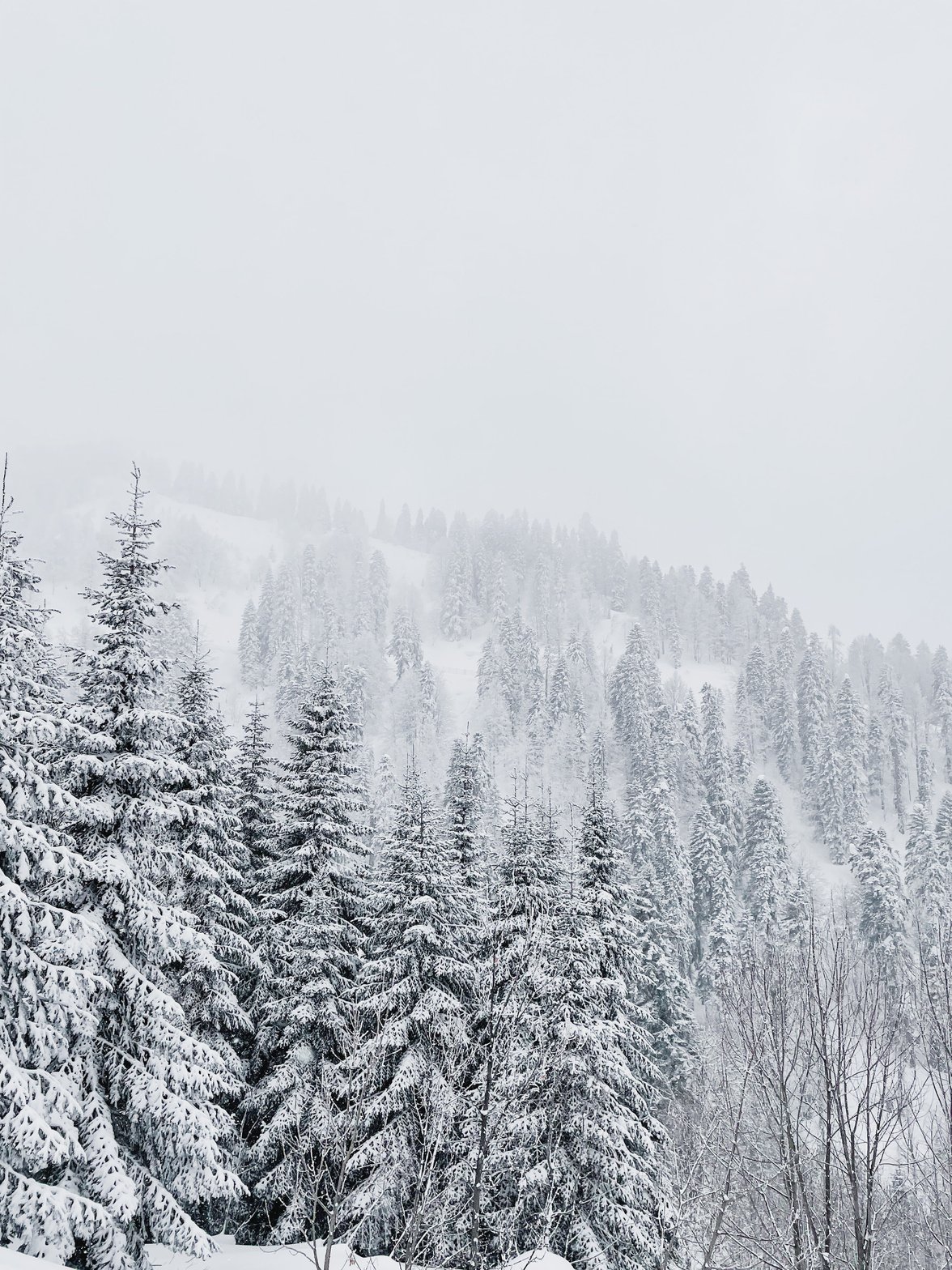 Trees in the Forest During Winter